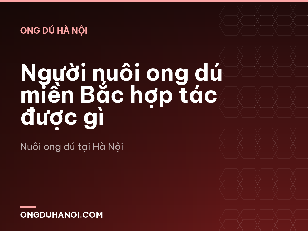 Người nuôi ong dú miền Bắc hợp tác được gì