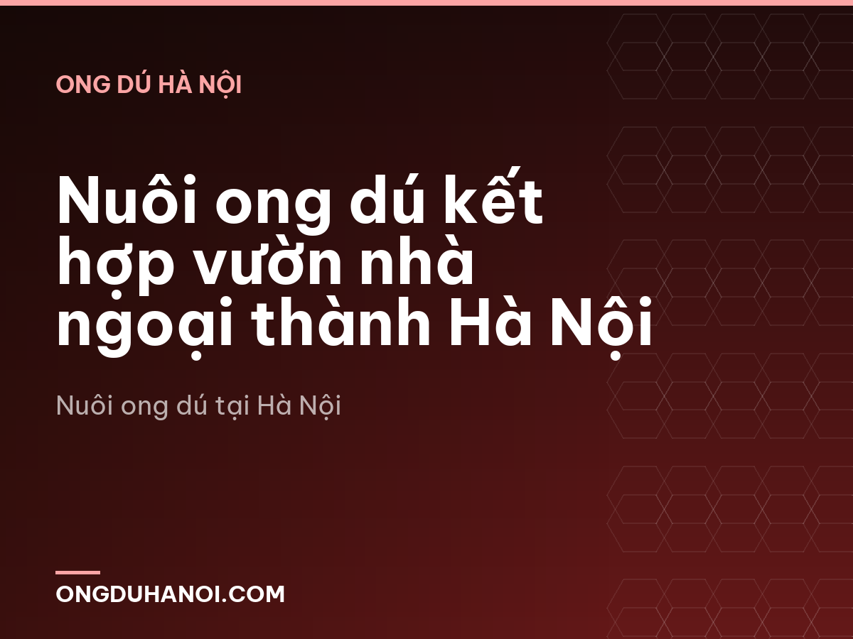 Nuôi ong dú kết hợp vườn nhà ngoại thành Hà Nội